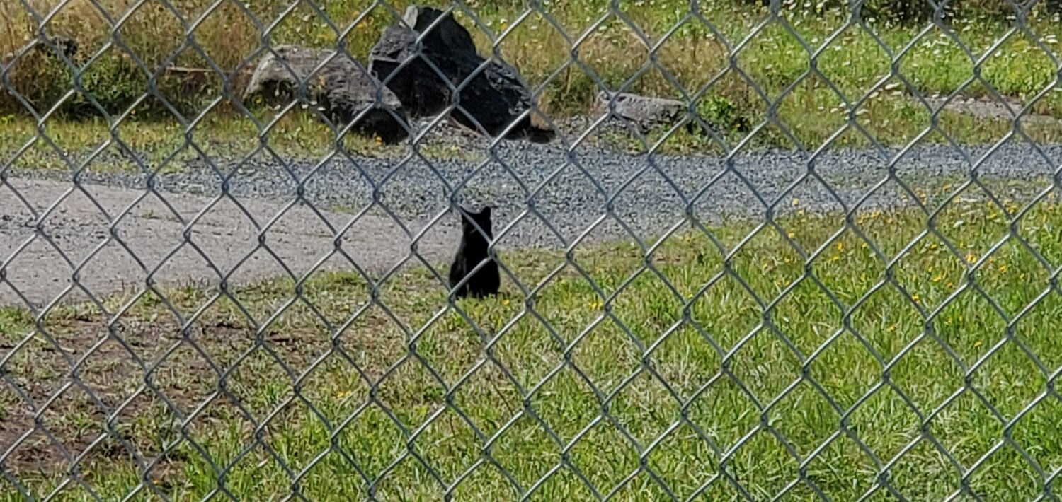 A curious cat investigates his new home from a distance.